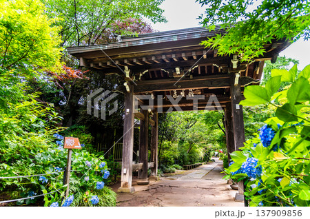 千葉 本土寺　雨上がりのアジサイ 137909856