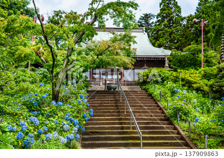 千葉 本土寺 雨上がりのアジサイ 千葉 本土寺 雨上がりのアジサイ 137909863