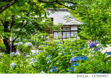 千葉 本土寺　雨上がりのアジサイ 137909867