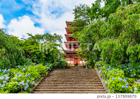 千葉 本土寺　雨上がりのアジサイ 137909870