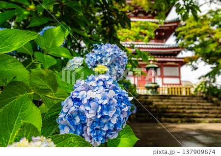 千葉 本土寺　雨上がりのアジサイ 137909874