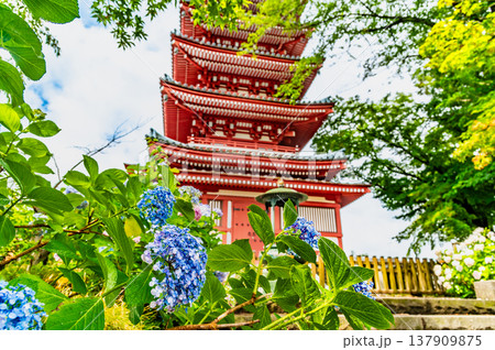千葉 本土寺 雨上がりのアジサイ 千葉 本土寺 雨上がりのアジサイ 137909875