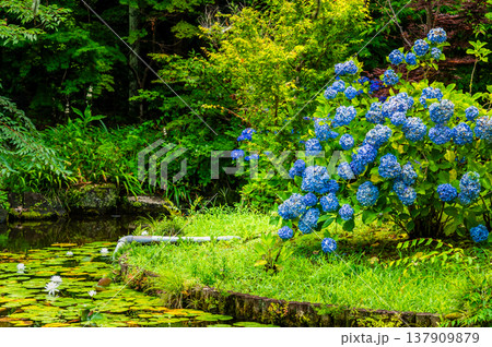 千葉 本土寺 雨上がりのアジサイ 千葉 本土寺 雨上がりのアジサイ 137909879