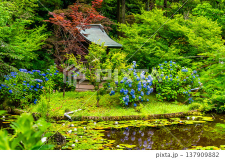 千葉 本土寺 雨上がりのアジサイ 千葉 本土寺 雨上がりのアジサイ 137909882