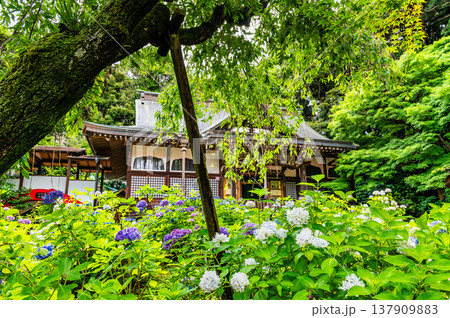 千葉 本土寺　雨上がりのアジサイ 137909883