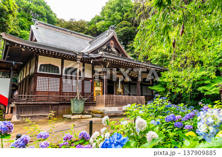 千葉 本土寺 雨上がりのアジサイ 千葉 本土寺 雨上がりのアジサイ 137909885