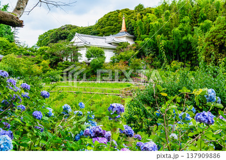 千葉 本土寺　雨上がりのアジサイ 137909886