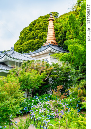 千葉 本土寺　雨上がりのアジサイ 137909887
