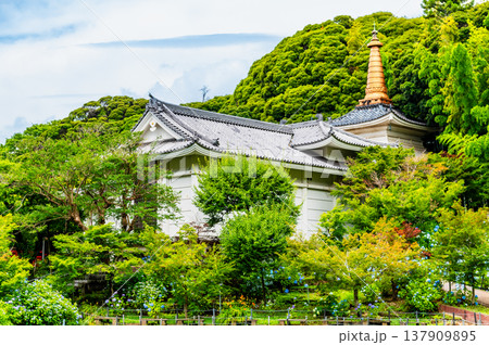 千葉 本土寺　雨上がりのアジサイ 137909895