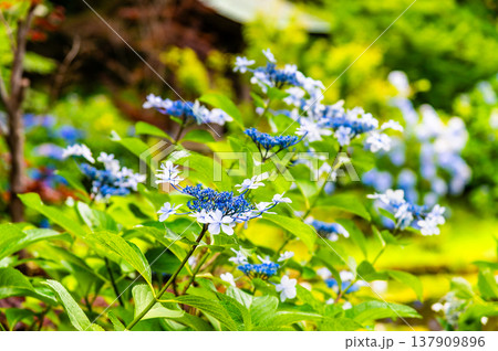 千葉 本土寺　雨上がりのアジサイ 137909896