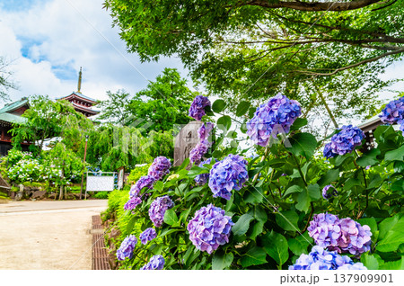 千葉 本土寺　雨上がりのアジサイ 137909901