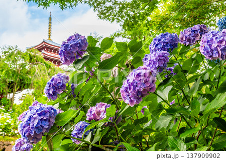 千葉 本土寺 雨上がりのアジサイ 千葉 本土寺 雨上がりのアジサイ 137909902