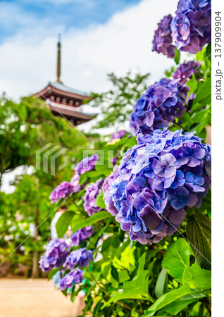 千葉 本土寺　雨上がりのアジサイ 137909904