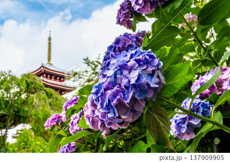 千葉 本土寺　雨上がりのアジサイ 137909905