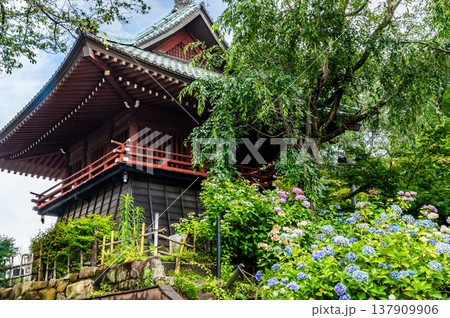 千葉 本土寺　雨上がりのアジサイ 137909906