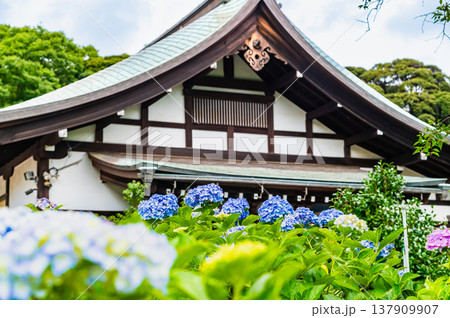 千葉 本土寺 雨上がりのアジサイ 千葉 本土寺 雨上がりのアジサイ 137909907