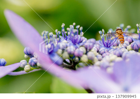 額紫陽花と虻 137909945