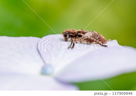 陽花の花にしがみ付く小さなカミキリムシ 137909946
