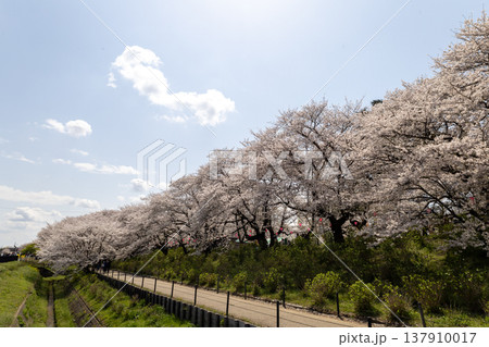 4月 幸手権現堂桜堤 青空と桜並木 4月 幸手権現堂桜堤 青空と桜並木 137910017