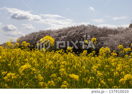 4月 幸手権現堂桜堤 菜の花と桜並木 4月 幸手権現堂桜堤 菜の花と桜並木 137910020