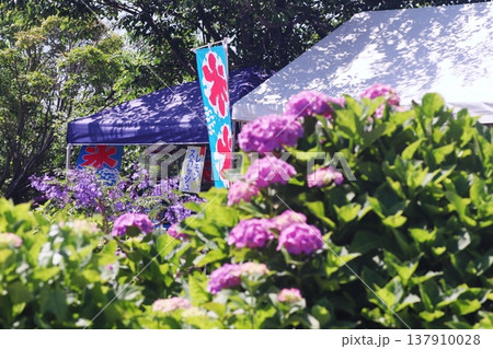 夏の観光地のかき氷屋と緑の中の紫陽花 137910028