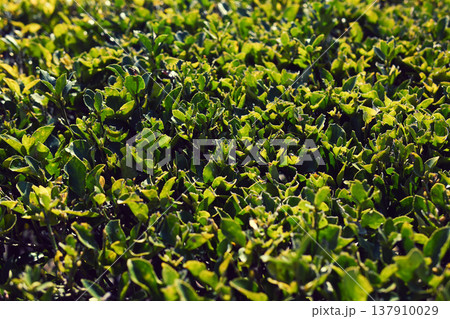 植栽　エクステリア 137910029