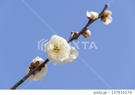 白い梅の花 137910179