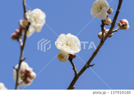 白い梅の花 白い梅の花 137910180