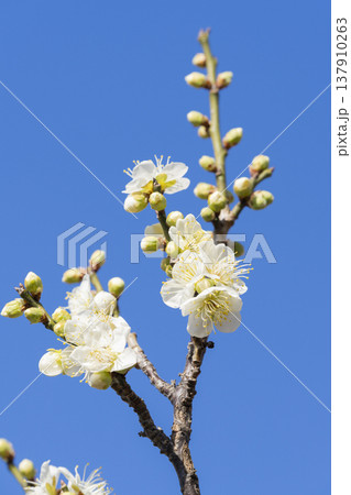 白い梅の花 137910263