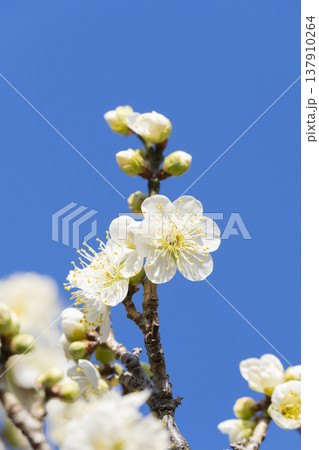 白い梅の花 137910264