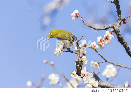 メジロと梅の花 メジロと梅の花 137910345