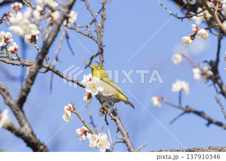 メジロと梅の花 メジロと梅の花 137910346