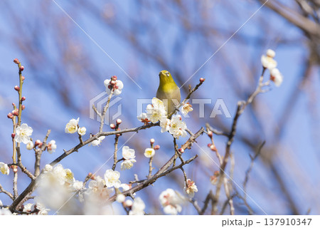 メジロと梅の花 137910347