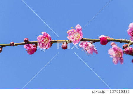 ピンクの梅の花 ピンクの梅の花 137910352