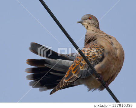 電線にとまるキジバトのクローズアップ / Oriental Turtle Dove perched 電線にとまるキジバトのクローズアップ / Oriental Turtle Dove perched 137910359