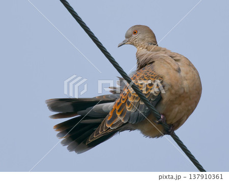 電線にとまるキジバトのクローズアップ / Oriental Turtle Dove perched  137910361