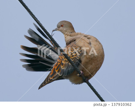 電線にとまるキジバトのクローズアップ / Oriental Turtle Dove perched  137910362