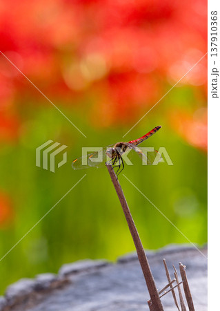 彼岸花と赤とんぼ1 137910368
