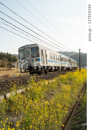 菜の花畑を走る列車 菜の花畑を走る列車 137910394