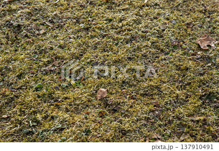 Natural moss and grass ground texture background Natural moss and grass ground texture background 137910491