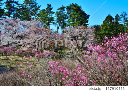 アカヤシオと桜　赤城麓　群馬県前橋市　　　　 137910533