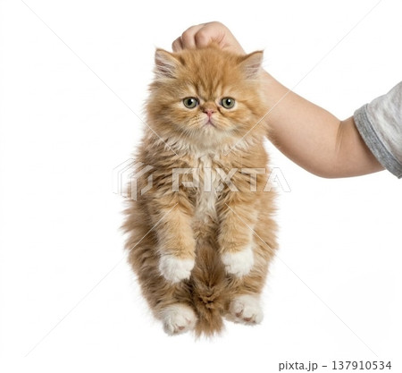 首根っこをつかまれた仔猫 137910534