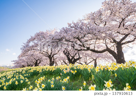 「岩手県」満開の桜咲く北上展勝地　北上市 137910613