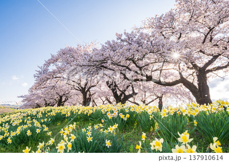 「岩手県」満開の桜咲く北上展勝地　北上市 137910614