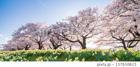 「岩手県」満開の桜咲く北上展勝地　北上市 137910615