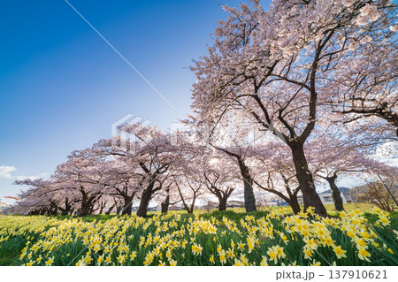 「岩手県」満開の桜咲く北上展勝地 北上市 「岩手県」満開の桜咲く北上展勝地 北上市 137910621