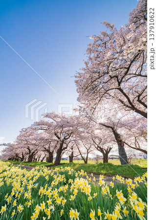 「岩手県」満開の桜咲く北上展勝地　北上市 137910622