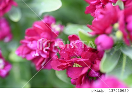 赤紫色の花 赤紫色の花 137910629