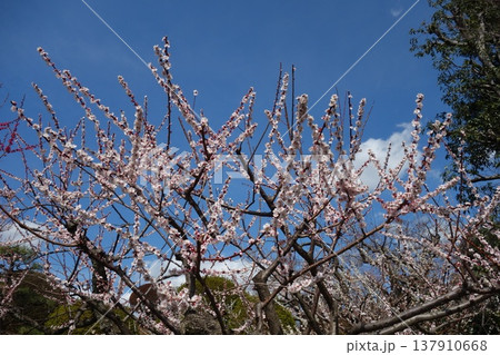 梅の花 137910668