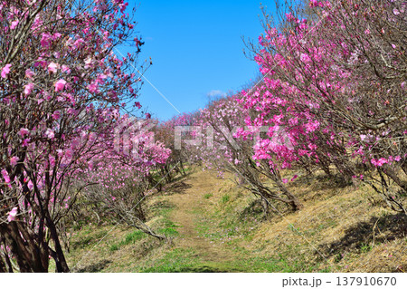 満開のアカヤシオ　赤城麓　群馬県前橋市　　　　 137910670